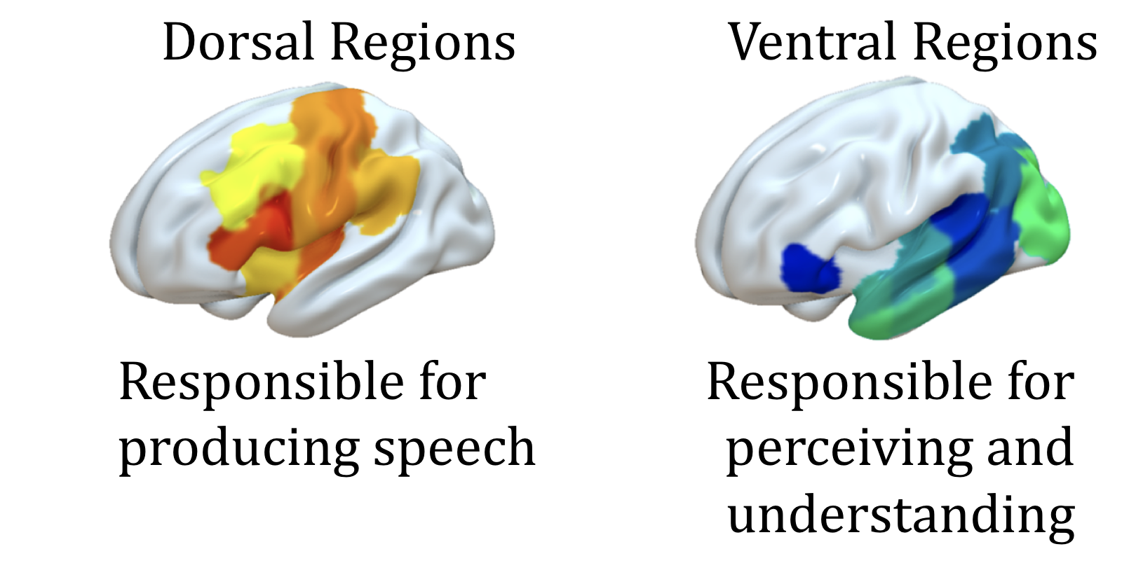 ventral and dorsal stream