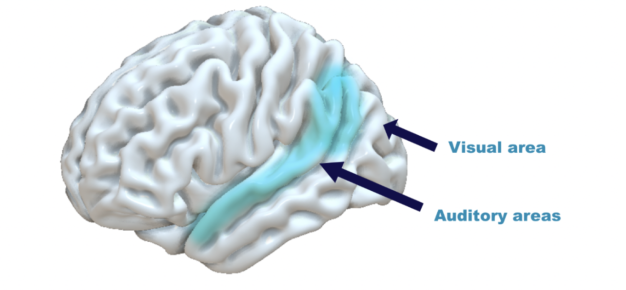 Processing audiovisual information in the brain
